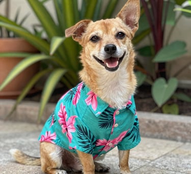Un perrito marrón sonriente, con una camisa hawaiana de estampado floral tropical color turquesa