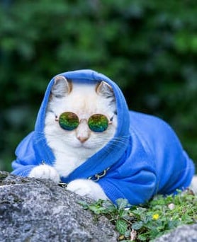Un gato blanco con sudadera azul, gafas de sol redondas reflectantes al aire libre sobre una roca