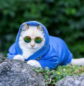 Un gato blanco con una sudadera azul con capucha y gafas de sol sentado sobre unas rocas