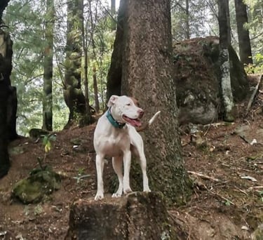Un perro pit bull parado sobre el base de un árbol en un exuberante bosque verde con altos pinos.