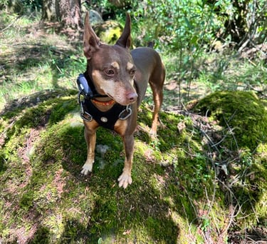 Un perro Pinscher miniatura con un arnés negro y un rastreador GPS parado sobre una roca cubierta de