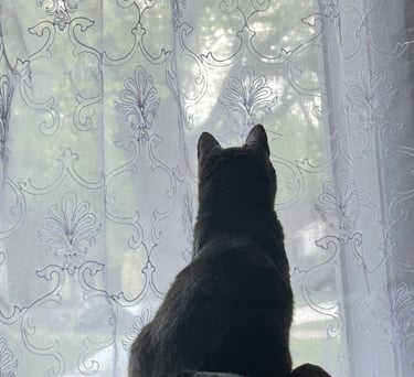 gatita de espaldas imagen de cat lover