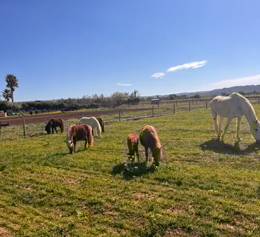 notre troupeau de mini cheveaux arche du negadis 