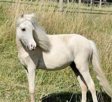 une mini jument palomino amhr
