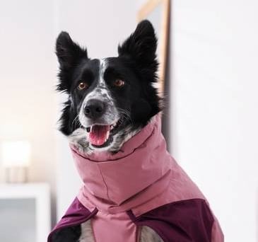Un Border Collie blanco y negro con un abrigo impermeable rosa y morado para perros dentro de casa.