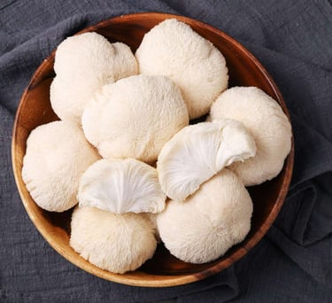 funghi criniera di leone in vendita