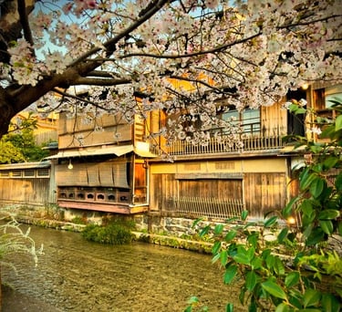 Kyoto Cherry Blossom Season, Sakura in Kyoto, Sunset Kyoto