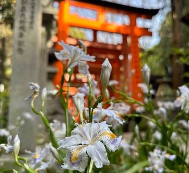 Fushimi Inari Shrine, Visiting Kyoto, Flower Bloom in Fushimi Inari, Sakura Kyoto Japan