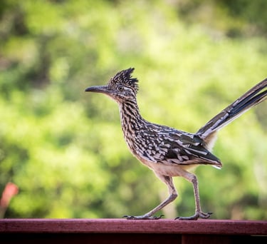 Roadrunner bird in profile on wooden railing