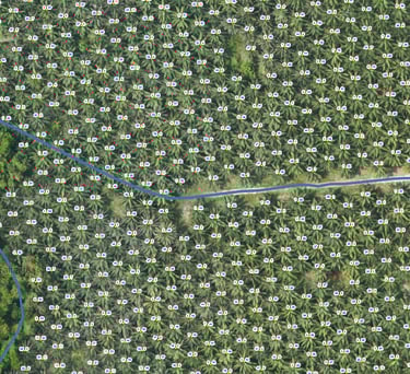 a map of a palm tree in the middle of a field