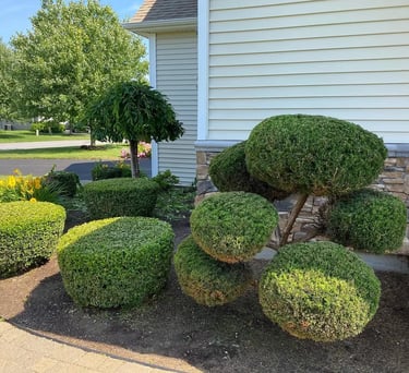Professionally manicured pom-pom topiary and rounded boxwood shrubs in a residential garden bed.