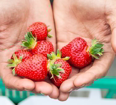 Gros plan d’une fraise bio mûre et parfumée du verger familial en Savoie – La Ferme du Coteau