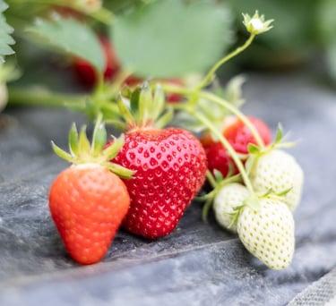 Fraises bio mûres cultivées dans notre ferme familiale en Savoie