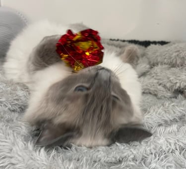 a cat with a toy on a blanket