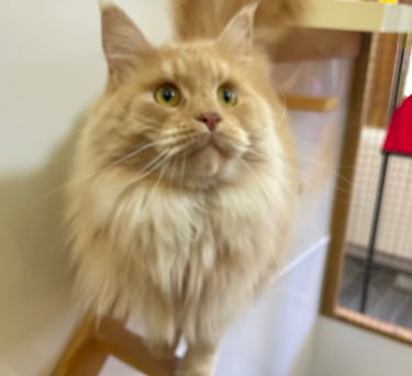 a cat sitting on a wooden ladder