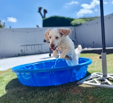 a dog is playing in a pool