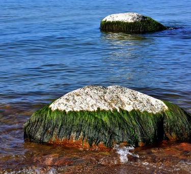 baltijos jūros gamta