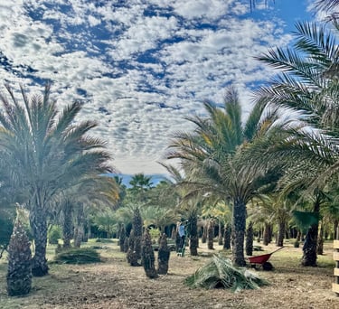 farming la buena vida huerta