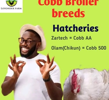 Cobb 500 breed image
