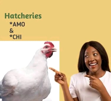 Amo and Chi Broiler Breed image