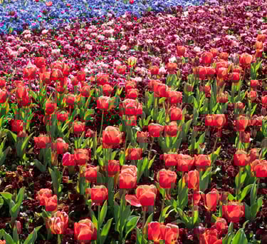 tulips-joshua tours - kashmir trip