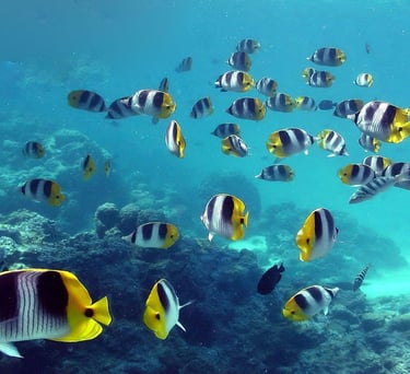 lakshadweep-island-beach side-joshua tours-scuba diving