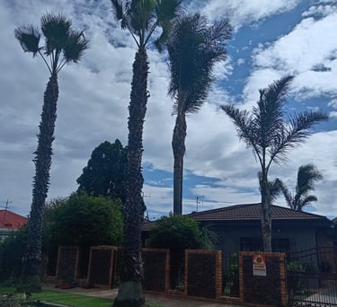 Palm tree, trimming and cleaning in East Rand, Gauteng