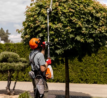 Klevų formavimas, kirpimas