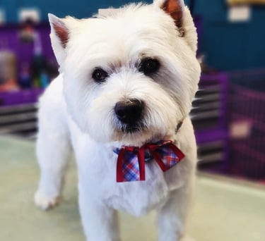 Westie groom