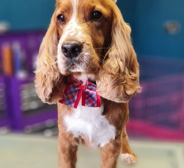 Spaniel groom