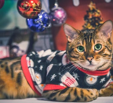Gato con ropa navideña personalizada hecha a medida