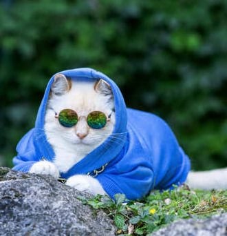 Gato blanco con sudadera azul y gafas de sol redondas reflectantes al aire libre.