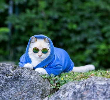 Un gato blanco con una sudadera azul con capucha y gafas de sol redondas está sentado 