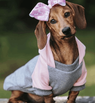 A brown dachshund puppy wearing a pink and grey hoodie with a large patterned bow on its head.