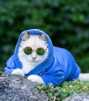 Un gato blanco con una sudadera azul y gafas de sol redondas reflectantes al aire libre.