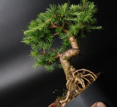 Shop online Bonsai Trees UK Delivered Japanese mini yamadori gift pine larch yew cascade literati Shohin mame pots tools wire