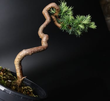 Shop online Bonsai Trees UK Delivered Japanese mini yamadori gift pine larch yew cascade literati Shohin mame pots tools wire