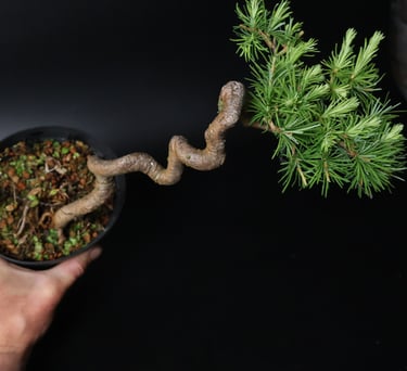 Shop online Bonsai Trees UK Delivered Japanese mini yamadori gift pine larch yew cascade literati Shohin mame pots tools wire