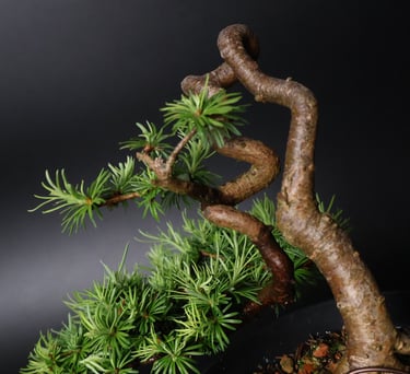 Shop online Bonsai Trees UK Delivered Japanese mini yamadori gift pine larch yew cascade literati Shohin mame pots tools wire
