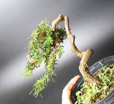 Shop online Bonsai Trees UK Delivered Japanese mini yamadori gift pine larch yew cascade literati Shohin mame pots tools wire