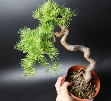 Shop online Bonsai Trees UK Delivered Japanese mini yamadori gift pine larch yew cascade literati Shohin mame pots tools wire