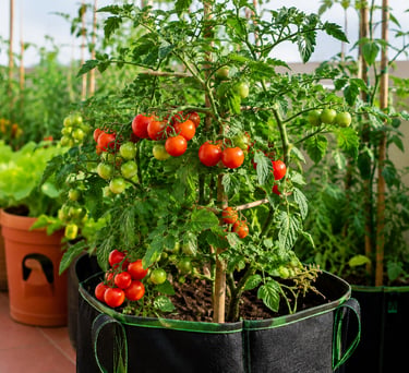 Cherry tomato plant growing in a fabric grow bag with ripe red tomatoes in a sunny container garden.