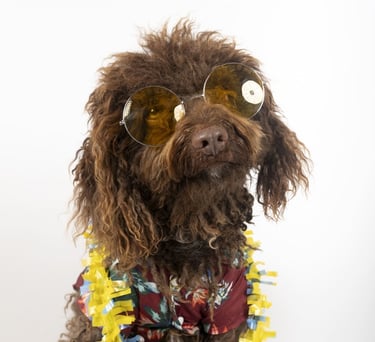 Un labradoodle marrón con gafas de sol amarillas, una camisa hawaiana floral y un collar de fiesta f