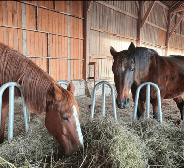 Nos chevaux pensionnaires du Manoir de Follemprise