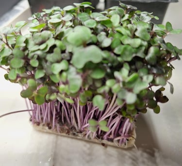  micro cabbage 