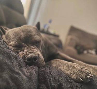 Cane Corso Club - National Breeder and Rescue Directory