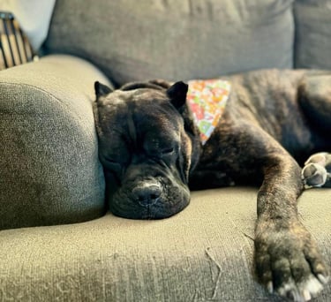Cane Corso Club - National Breeder and Rescue Directory