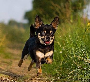 Rückrufkurs in der Hundeschule Augenblicke bei Berlin und Potsdam, Hundeschule in Brandenburg