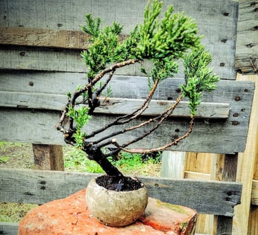 Juniperus procumbens nana