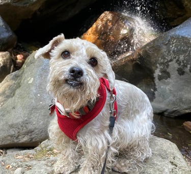 Un perrito pequeño y desaliñado con un arnés rojo está sentado sobre una roca frente a una cascada 